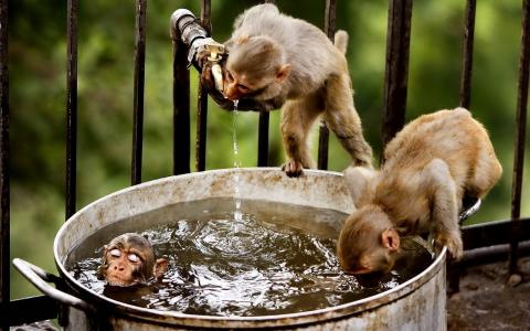 猴子喝水和洗澡