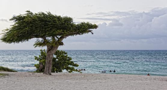 树在海的背景Guardalavaca，古巴手段的
