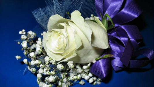 三月八号装饰在蓝色背景上的白玫瑰作为礼物