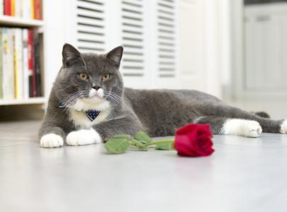 灰色的猫躺在地板上，一朵红玫瑰