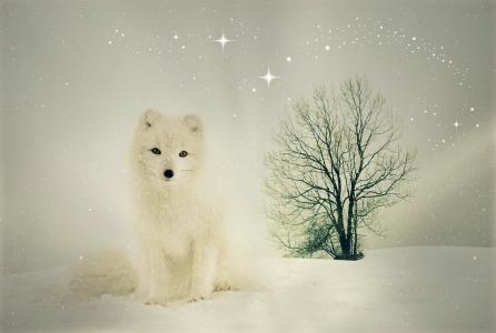 白狐坐在干树附近的雪中
