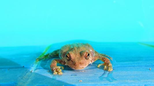 在蓝色的水中的青蛙