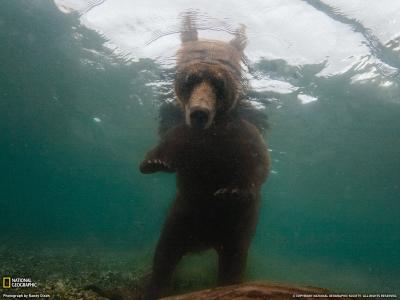 熊看水下