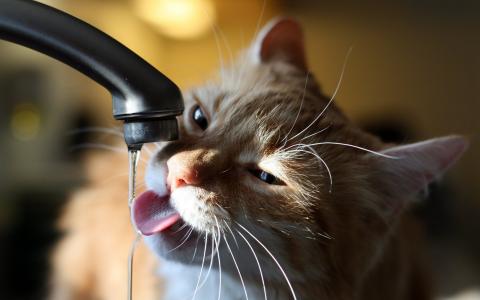 一只猫从水龙头喝水