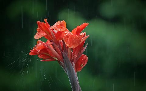 在雨中的花