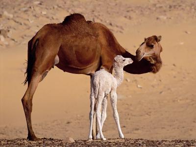 一个骆驼与他的宝贝