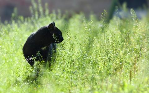 在绿草中的黑猫