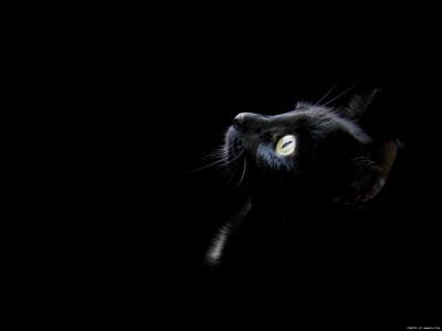 在黑色背景上的滑稽小猫