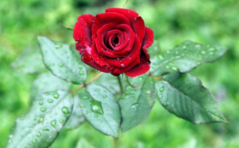 美丽的红玫瑰与绿叶在雨中滴眼液