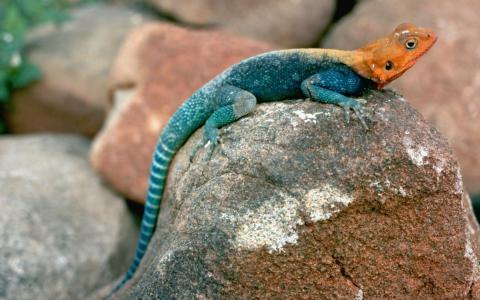 蜥蜴坐在一块岩石上