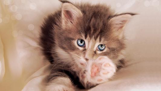 一只蓝眼睛的小猫伸出主人