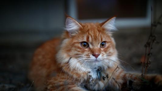 美丽的红猫，耳朵上流苏