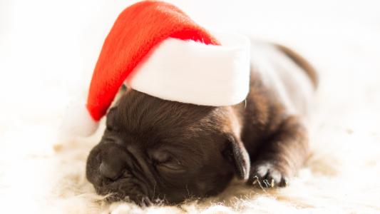 在圣诞老人帽子的新出生的小狗新年2018年的狗