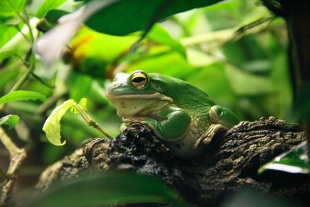 一只大绿色的青蛙坐在一根小钩子上