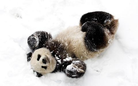 熊猫在雪地里