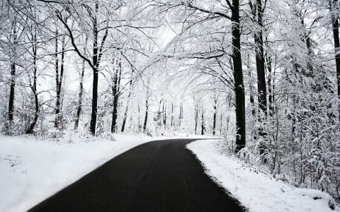 黑色公路在一个白色的森林