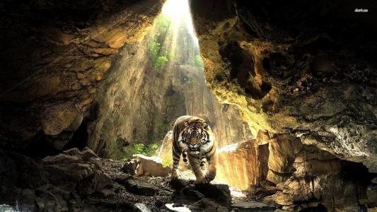 老虎在山洞里