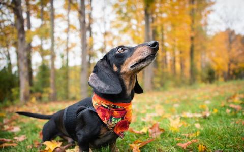 腊肠犬在秋天的森林里