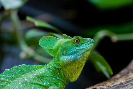 绿色蜥蜴猛禽与黄色的眼睛