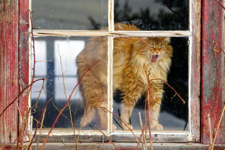 蓬松的红色猫在窗口打哈欠
