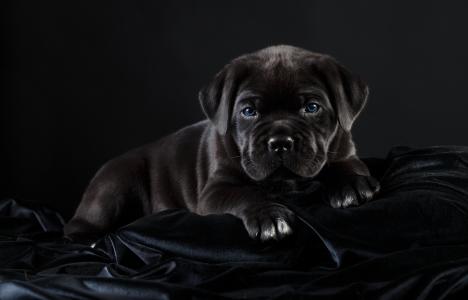 甘蔗Corso的小黑色蓝眼睛的小狗品种在黑背景