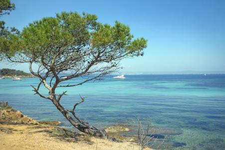 在蔚蓝海岸，法国海滩上的树
