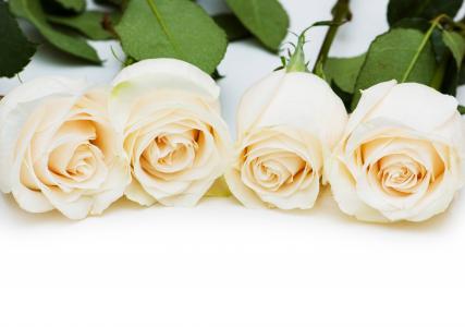 在白色背景的四朵精美白玫瑰