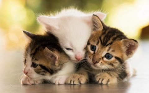 三只小猫互相保暖