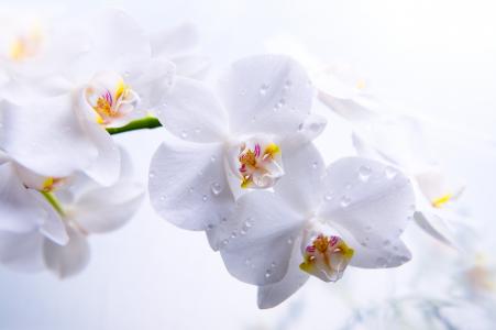 精致的白色兰花在水滴特写