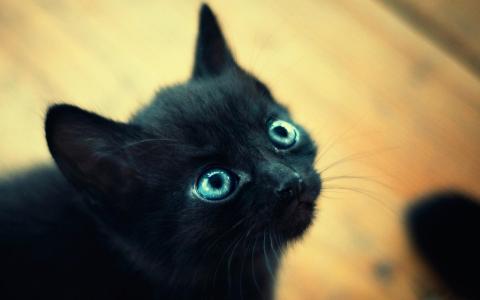 漂亮的小黑猫，蓝眼睛