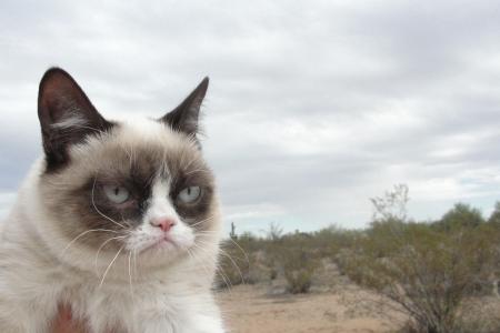 脾气暴躁的猫在沙漠中