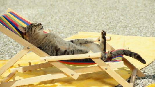 在海滩上晒日光浴的猫