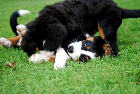 Bernese牧羊犬在草坪上玩的快乐小狗