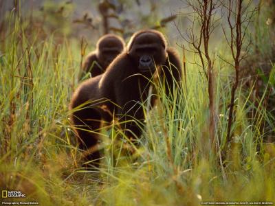 大猩猩躲在草地上