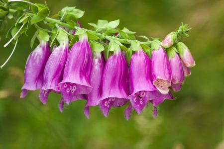 美丽的紫色铃铛花的一个分支