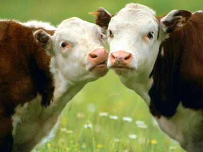 奶牛正在接吻