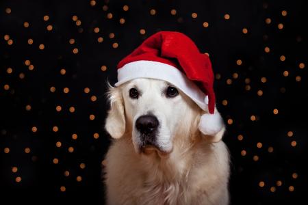 在新年的圣诞老人帽子的金毛猎犬