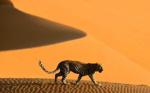 在沙丘的纳米比亚豹子