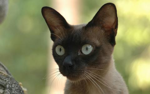 狩猎模式的一只年轻的暹罗猫打开