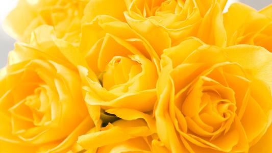 3月8日作为礼物的黄玫瑰