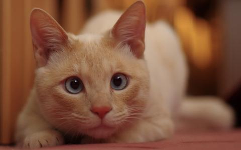 一只蓝眼睛的红猫看见了某人