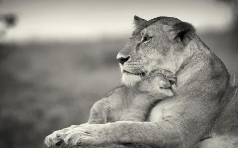 狮子喜欢母狮的母亲