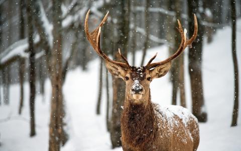在冬季森林中骄傲的鹿