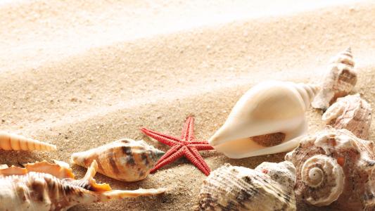 在夏天海滩上的贝壳