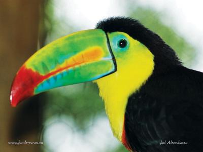 巨嘴鸟，哥斯达黎加