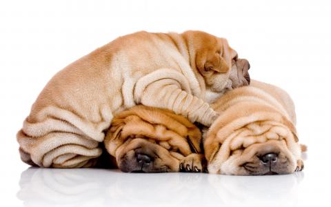 三只沙皮犬彼此睡在一起