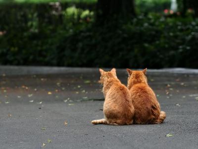 两只红猫在大街上