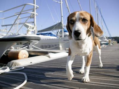 海上的一只狗码头