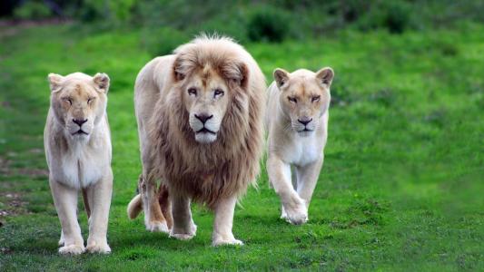 狮子座与他的狮子
