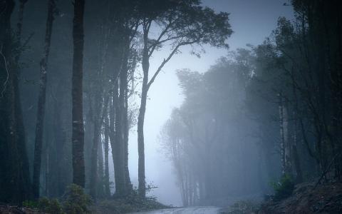 在智利的迷雾森林